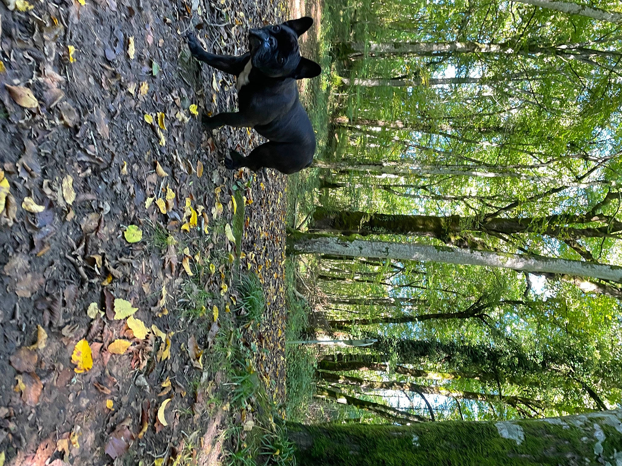 Eden a rejoint le concours — aidez-le/la à gagner de superbes lots ! deciduous, forest, grass, groundcover, natural_landscape, northern_hardwood_forest, people_in_nature, plant, shadow, shrub, soil, temperate_broadleaf_and_mixed_forest, terrestrial_animal, tints_and_shades, tree, trunk, twig, wood, woodland, working_animal