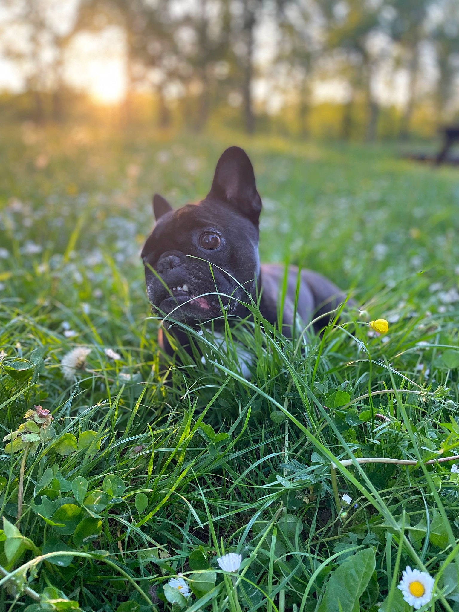 Eden participe au concours pour gagner de l'argent avec cette photo : carnivore, companion_dog, dog, dog_breed, fawn, flower, grass, grass_family, grassland, groundcover, herbaceous_plant, lawn, leaf, mammal, meadow, people_in_nature, plant, snout, tree, vertebrate