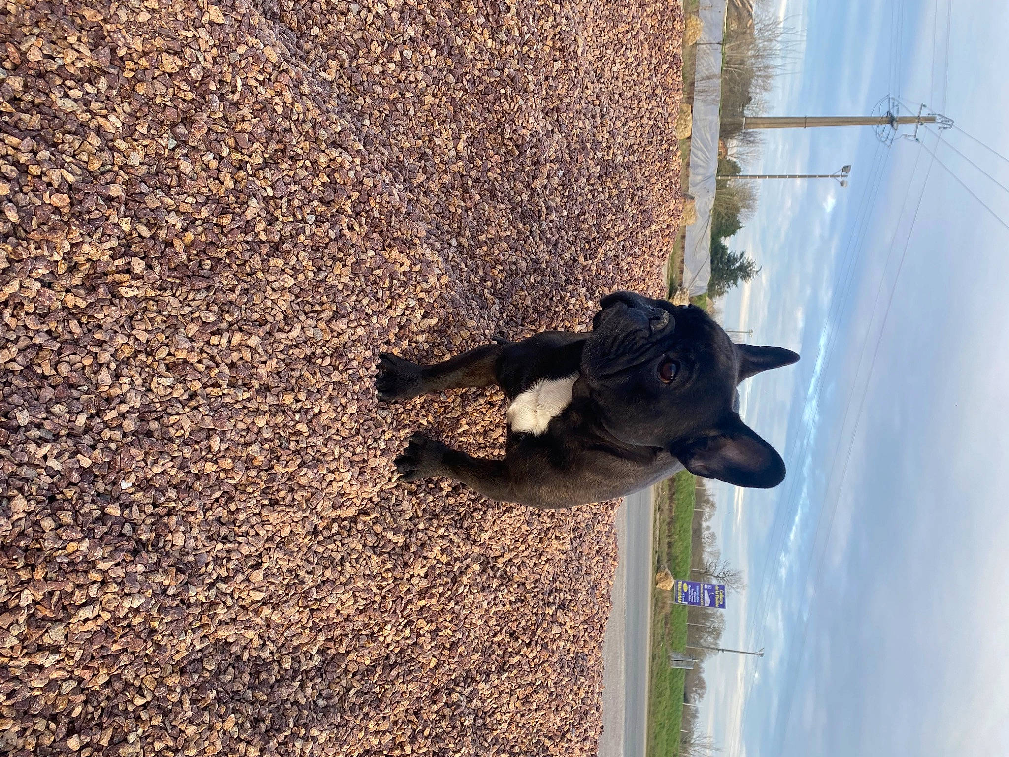 Eden participe au concours pour gagner de l'argent avec cette photo : asphalt, canidae, carnivore, collar, companion_dog, dog, dog_breed, dog_collar, fawn, pet_supply, road_surface, shadow, sky, snout, soil, sporting_group, tail, tints_and_shades, wood, working_animal