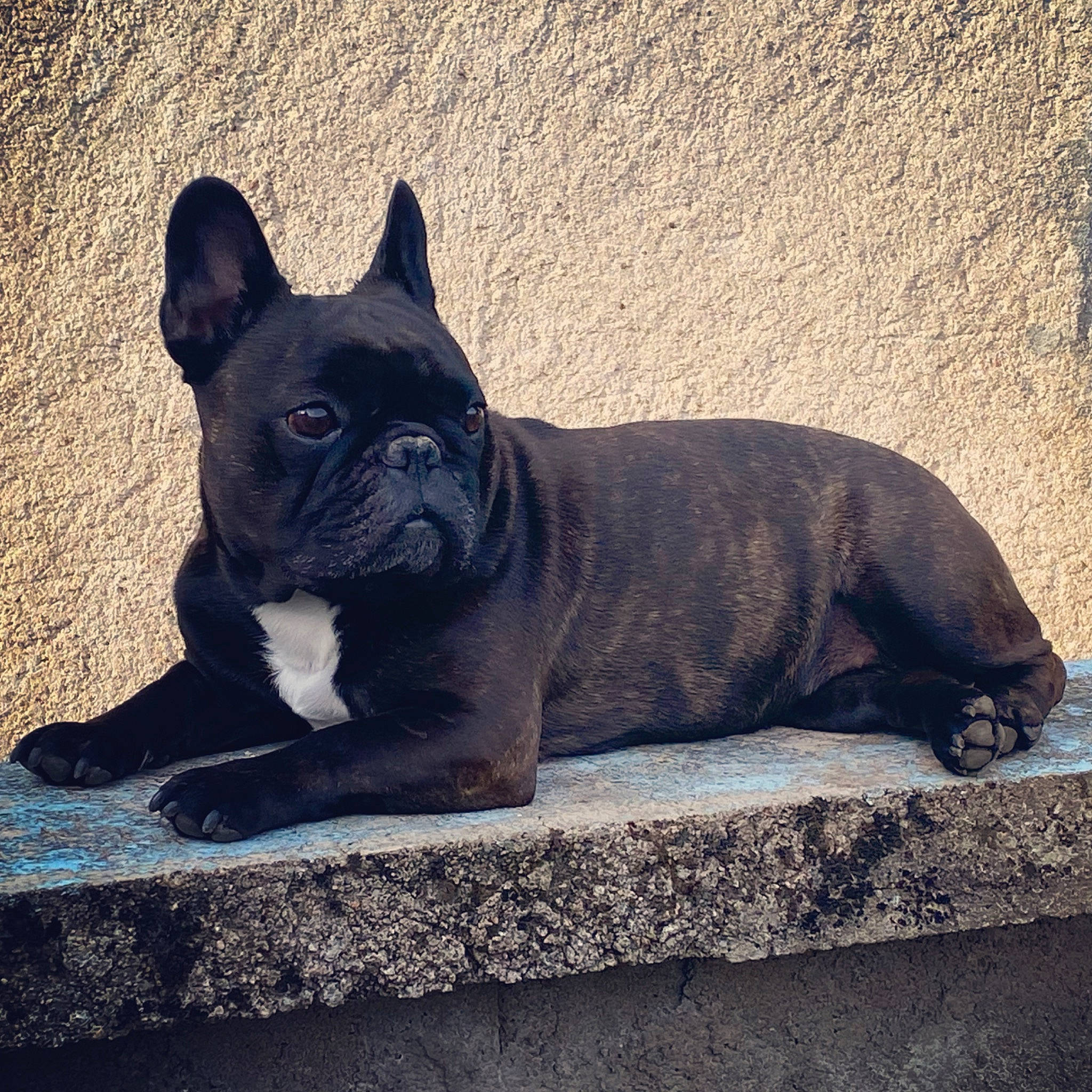 Eden participe au concours pour gagner de l'argent avec cette photo : bulldog, canidae, carnivore, companion_dog, dog, dog_breed, dog_collar, electric_blue, fawn, french_bulldog, pug, road_surface, sky, snout, sporting_group, terrestrial_animal, toy_dog, whiskers, working_animal, wrinkle