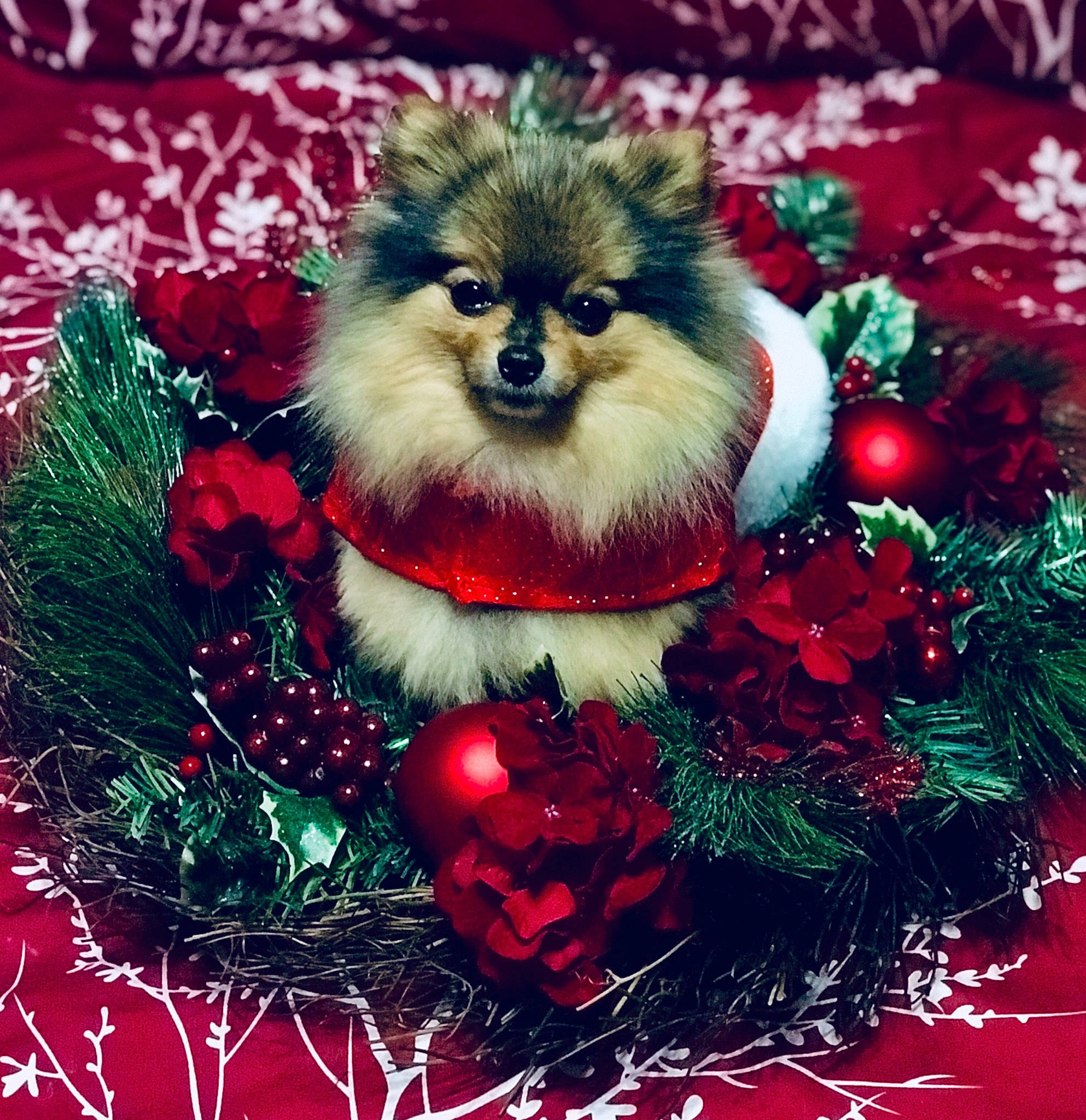 Sassy joined the competition — help win amazing prizes! carnivore, christmas, christmas_decoration, christmas_eve, christmas_ornament, companion_dog, dog, dog_breed, event, german_spitz, german_spitz_klein, german_spitz_mittel, holiday, holiday_ornament, interior_design, pomeranian, puppy, snout, spitz, toy_dog