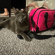 Pebble is registered to the contest to win money with this photo: cat, gray_cat, pet, animal, carpet, pink_bag, juicy_couture, indoor, furniture, foot, human_leg, blur, curious, lying_down, domestic, cozy, closeup, accessory, living_room, playful