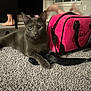 cat, gray_cat, pet, animal, carpet, pink_bag, juicy_couture, indoor, furniture, foot, human_leg, blur, curious, lying_down, domestic, cozy, closeup, accessory, living_room, playful