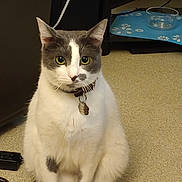 Link joined the competition — help win amazing prizes! animal, bowl, cat, close_up, collar, curious, domestic, ears, eyes, feline, floor, gray_and_white, household, indoor, mat, paw_prints, pet, sitting, tag, whiskers