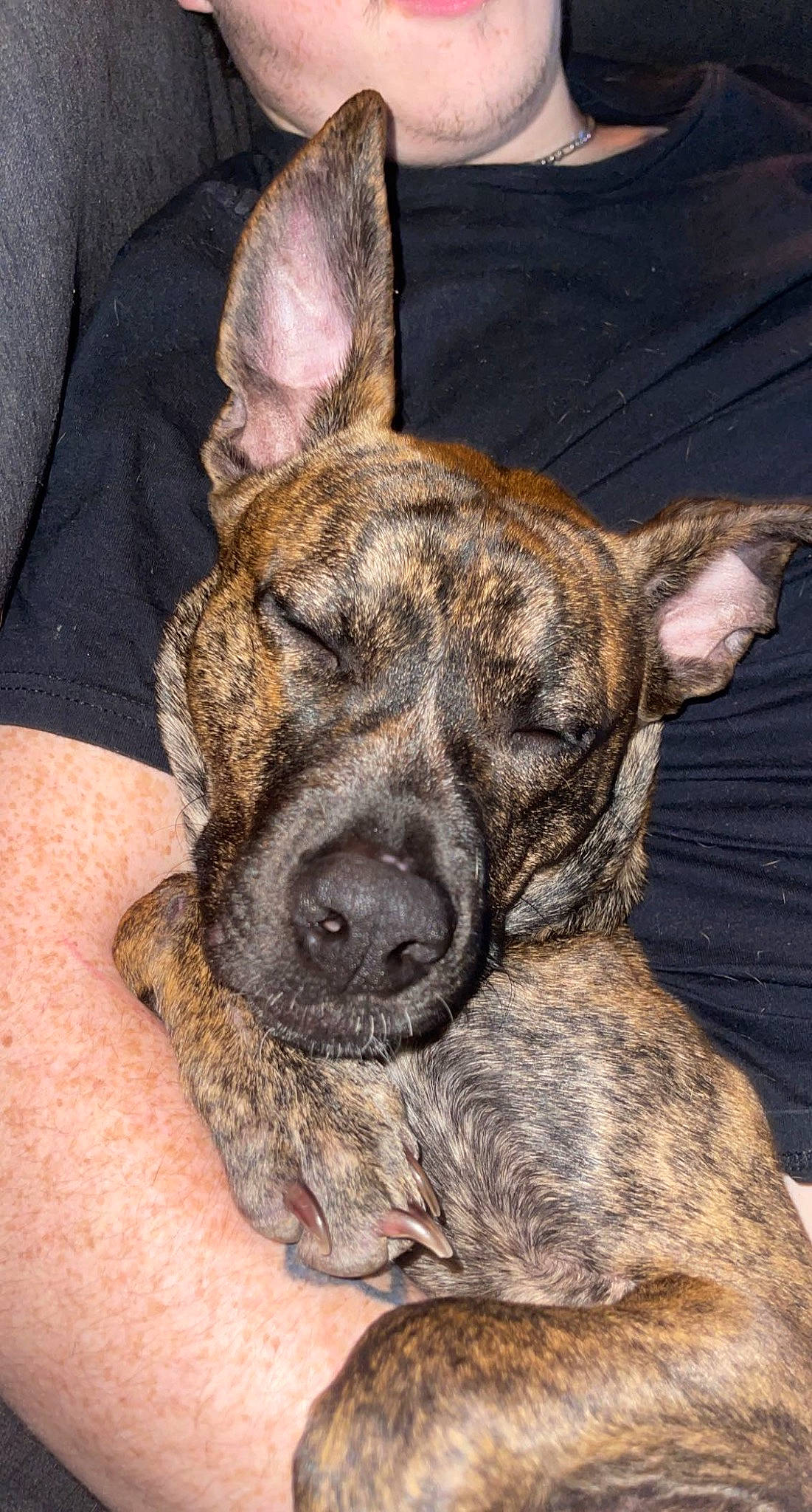 Chevy joined the competition — help win amazing prizes! ancient_dog_breeds, canidae, carnivore, cimarron_uruguayo, companion_dog, dog, dog_breed, dogo_sardesco, ear, fawn, guard_dog, non_sporting_group, snout, sporting_group, terrestrial_animal, treeing_tennessee_brindle, whiskers, working_animal, working_dog