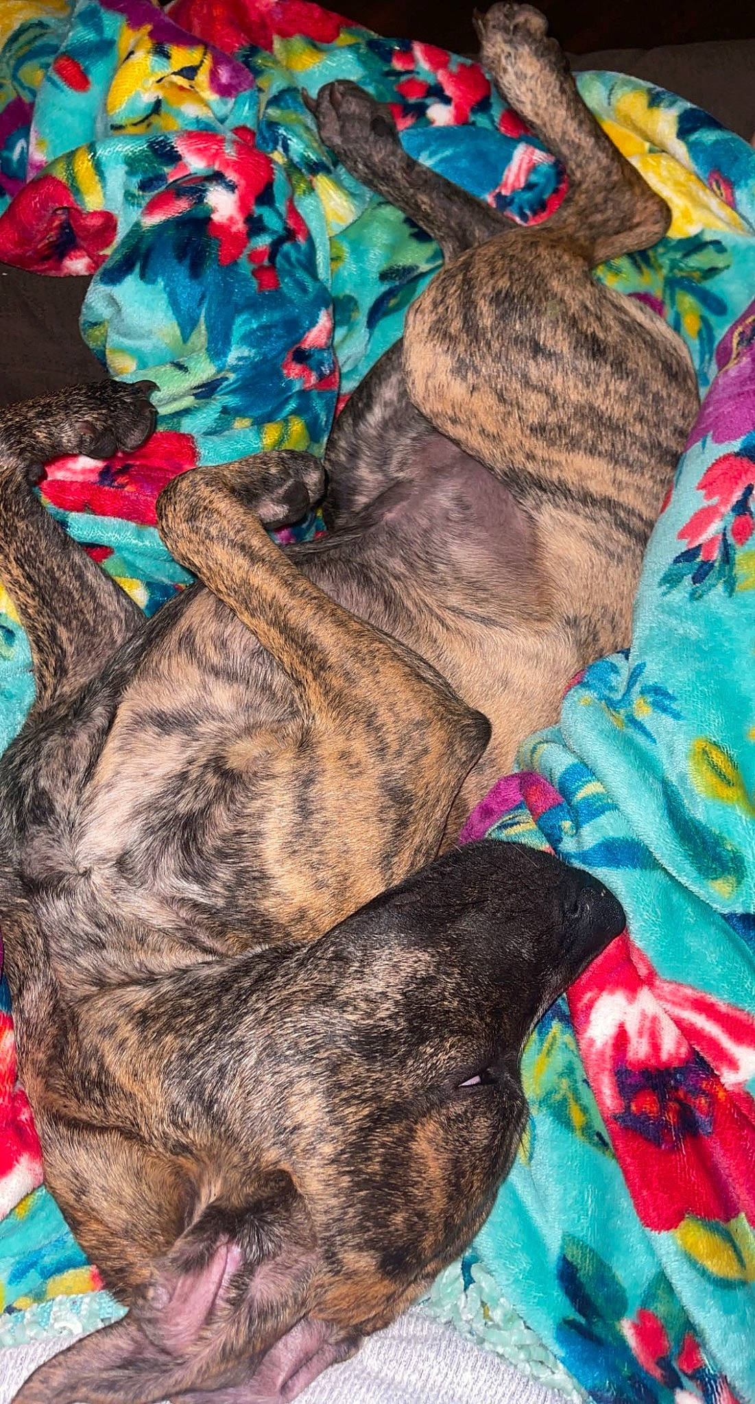 Chevy is registered to the contest to win money with this photo: art, brown, canidae, carnivore, collar, comfort, companion_dog, dog, dog_breed, dog_supply, fawn, felidae, fur, liver, nap, pattern, paw, small_to_medium_sized_cats, sporting_group, working_animal