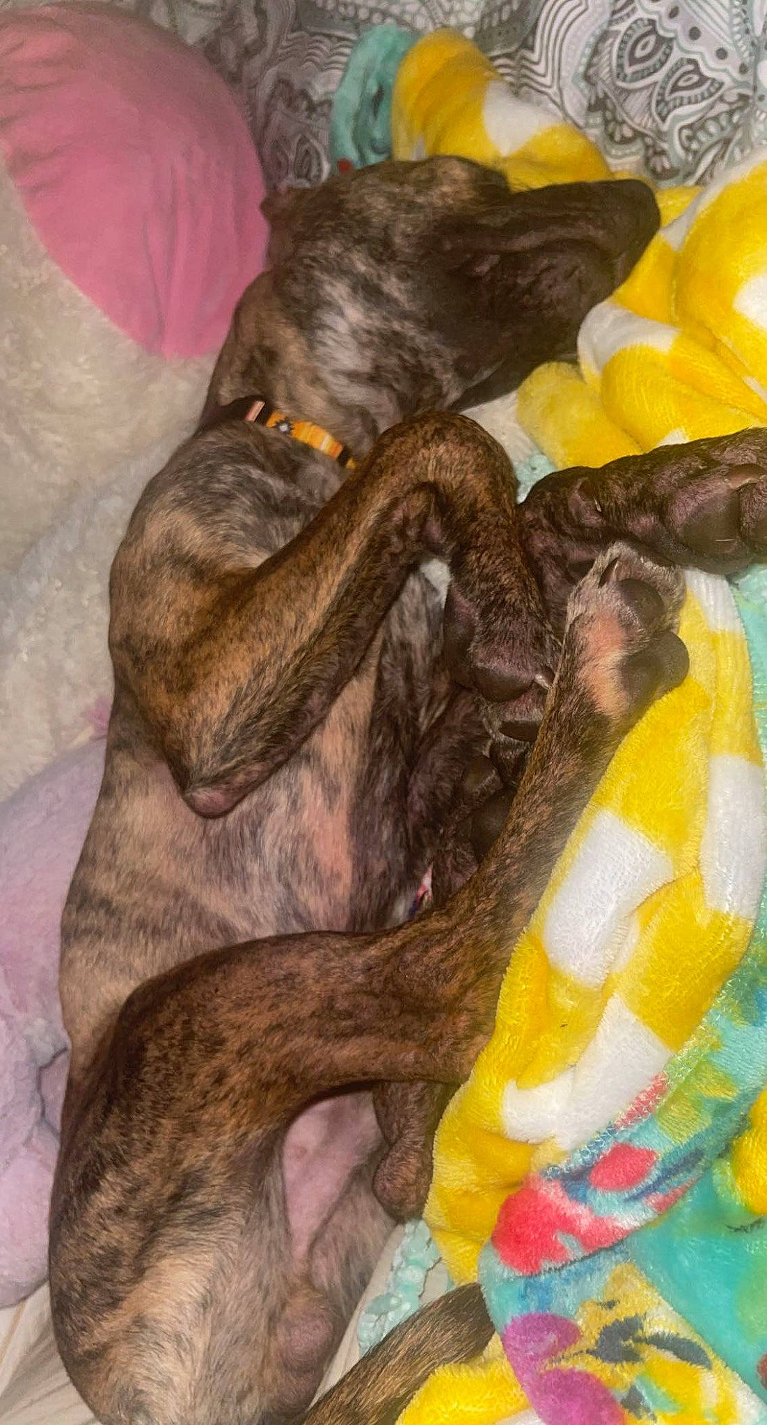 Chevy joined the competition — help win amazing prizes! art, carnivore, claw, comfort, companion_dog, dog, dog_breed, felidae, fur, guard_dog, liver, nap, painting, paw, sleep, small_to_medium_sized_cats, tail, visual_arts, whiskers, working_animal