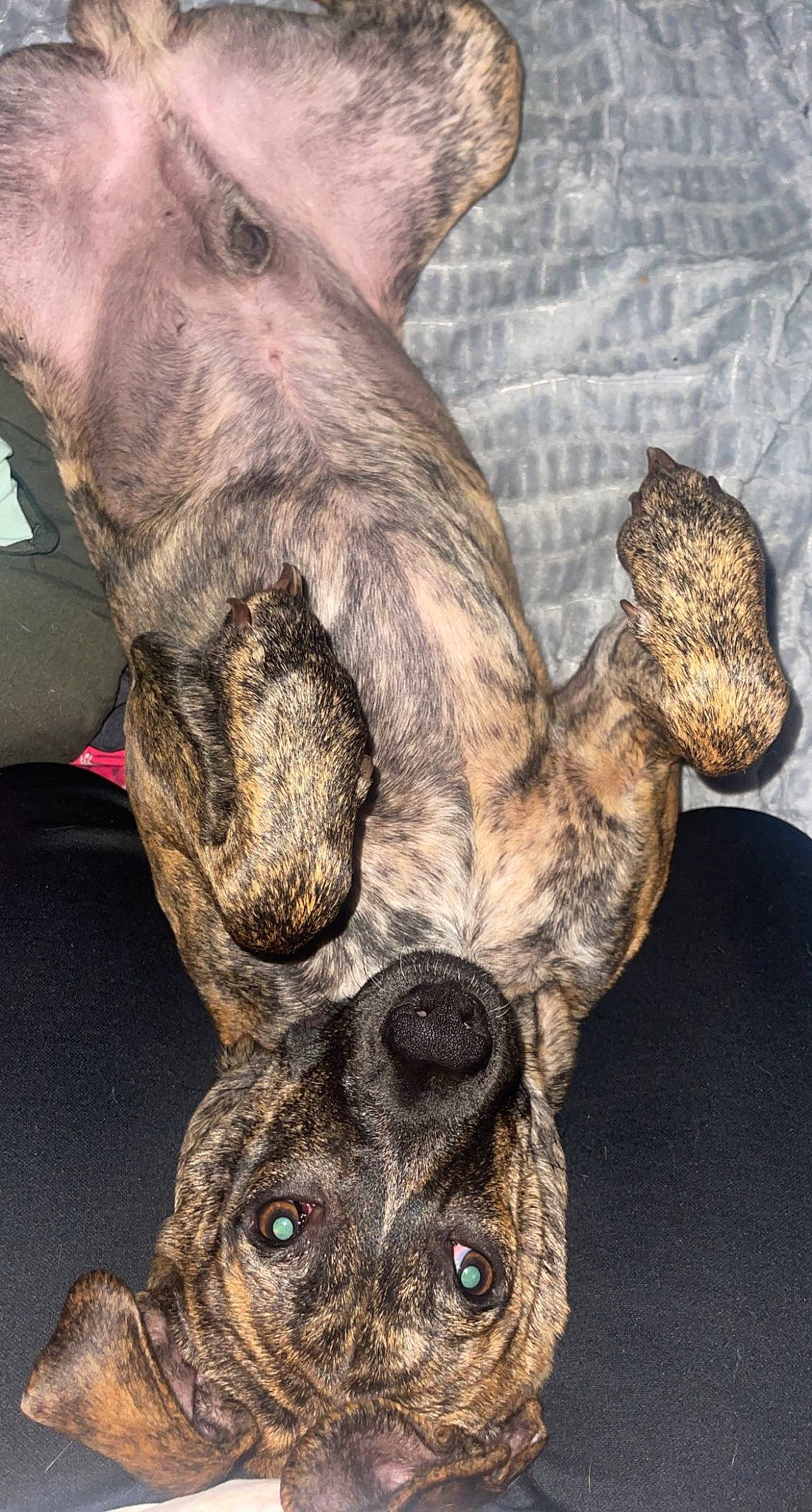 Chevy is registered to the contest to win money with this photo: artifact, canidae, carnivore, dog, dog_breed, ear, fawn, fur, gesture, head, jaw, paw, sculpture, snout, sporting_group, terrestrial_animal, trunk, whiskers, wildlife, working_animal