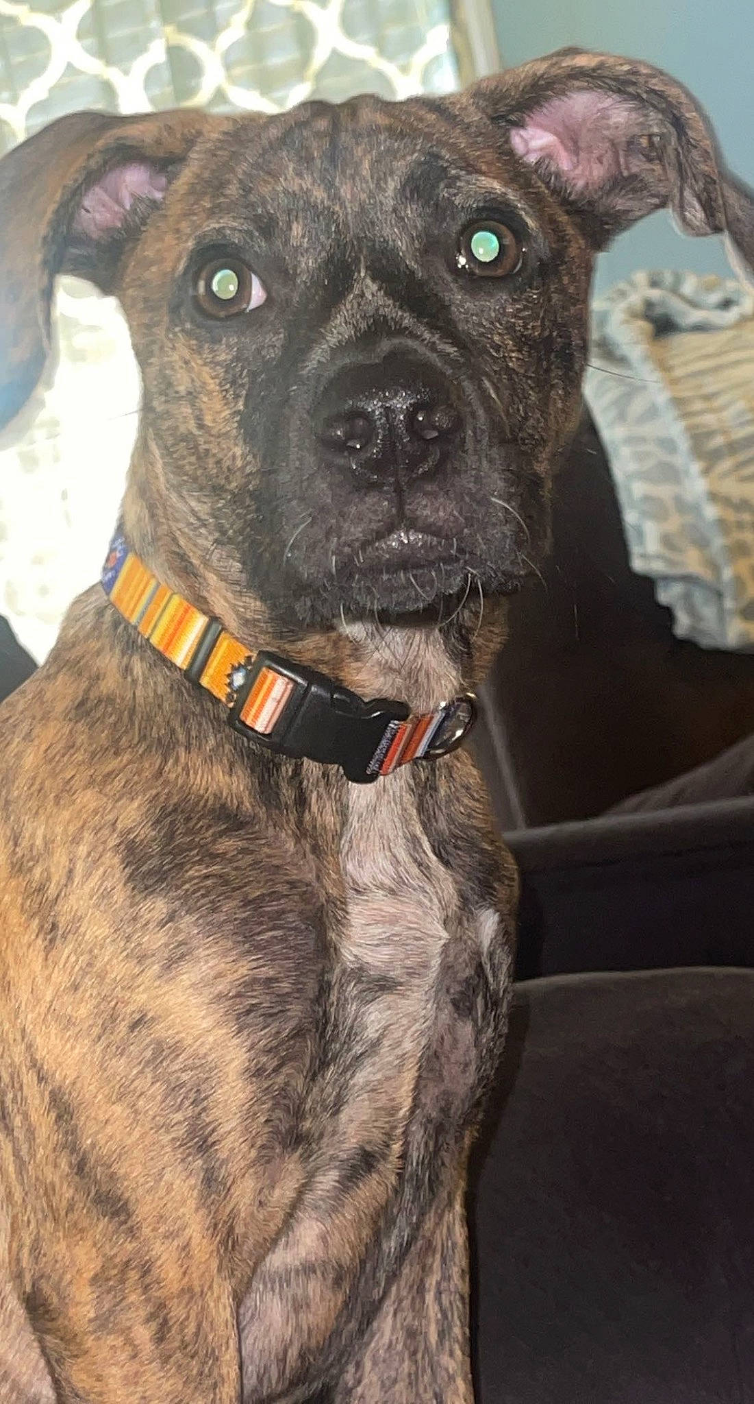 Chevy is registered to the contest to win money with this photo: ancient_dog_breeds, carnivore, collar, companion_dog, dog, dog_breed, dog_collar, fawn, fur, giant_dog_breed, liver, non_sporting_group, snout, sporting_group, whiskers, working_animal, working_dog, wrinkle