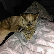 Milady participe au concours pour gagner de l'argent avec cette photo : asian, bed, bengal, california_spangled, carnivore, cat, chausie, domestic_short_haired_cat, dragon_li, european_shorthair, felidae, fur, kitten, mammal, ocicat, pixie_bob, small_to_medium_sized_cats, sokoke, tabby_cat, whiskers