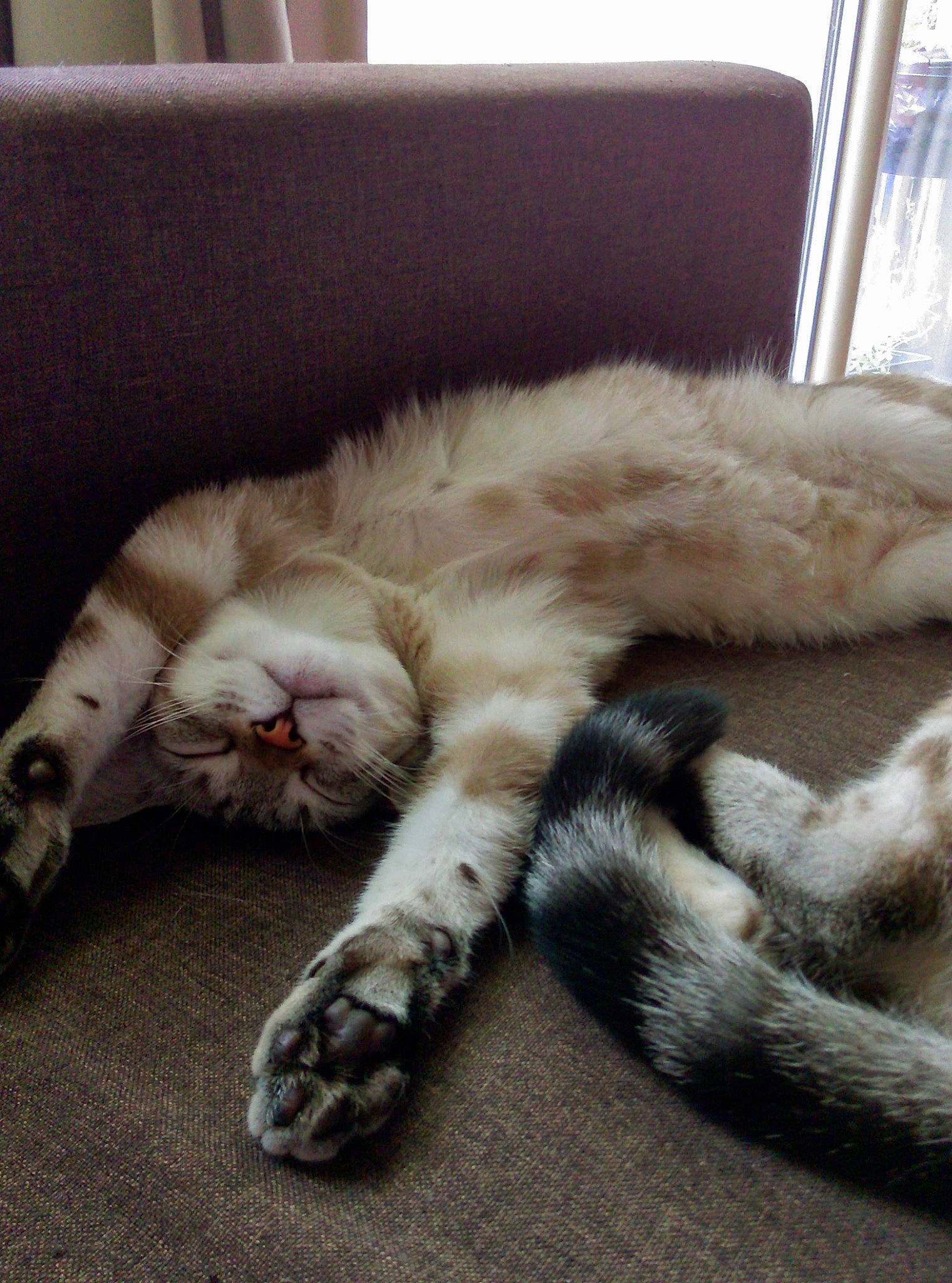 Socrate participe au concours pour gagner de l'argent avec cette photo : american_shorthair, asian, carnivore, cat, claw, european_shorthair, felidae, fur, kitten, nap, paw, person, sleep, small_to_medium_sized_cats, tabby_cat, tail, whiskers