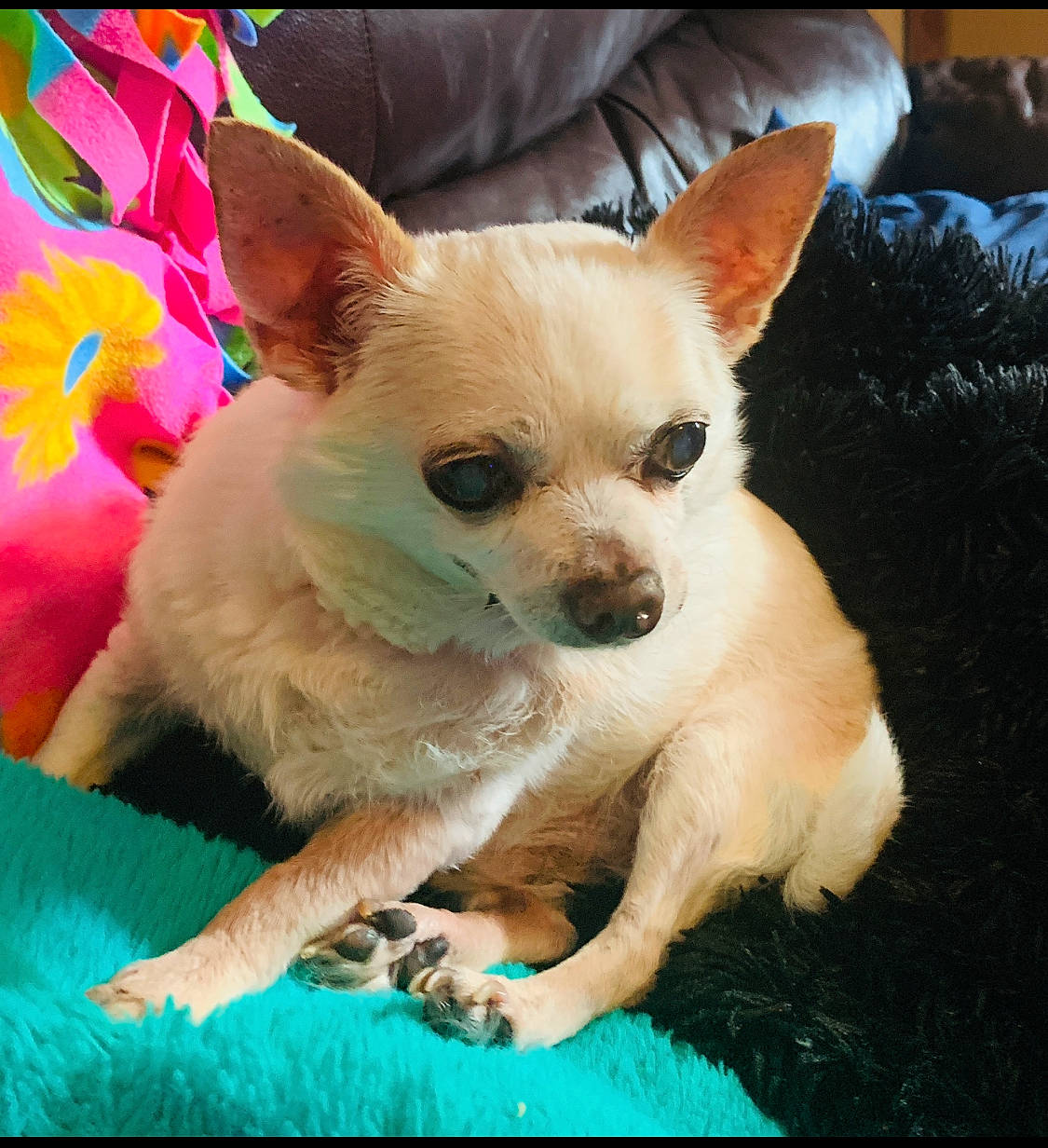 Pee Wee Jay Glibert joined the competition — help win amazing prizes! canidae, carnivore, chihuahua, companion_dog, corgi_chihuahua, dog, dog_breed, dog_supply, ear, fawn, fur, grass, non_sporting_group, puppy, snout, sporting_group, terrestrial_animal, toy_dog, whiskers, working_animal