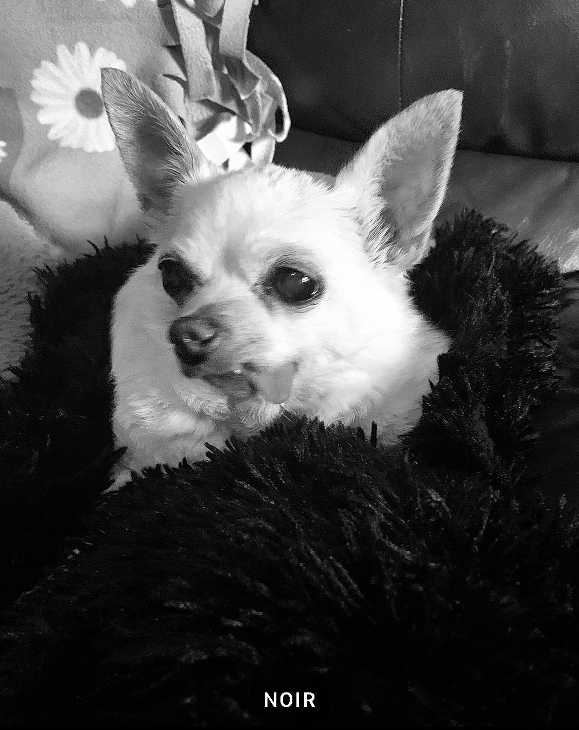 Pee Wee Jay Glibert joined the competition — help win amazing prizes! black, black_and_white, carnivore, companion_dog, dog, dog_breed, ear, eye, eyelash, fawn, font, grass, jaw, monochrome, monochrome_photography, snout, style, toy_dog, whiskers, working_animal