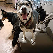Panda joined the competition — help win amazing prizes! animal, canine, collar, couch, dog, domestic, floor, fur, furniture, group, happy_dog, indoor, living_room, multiple_dogs, person, pet, relaxed, seated_person, smiling, tongue_out