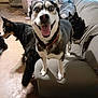 animal, canine, collar, couch, dog, domestic, floor, fur, furniture, group, happy_dog, indoor, living_room, multiple_dogs, person, pet, relaxed, seated_person, smiling, tongue_out