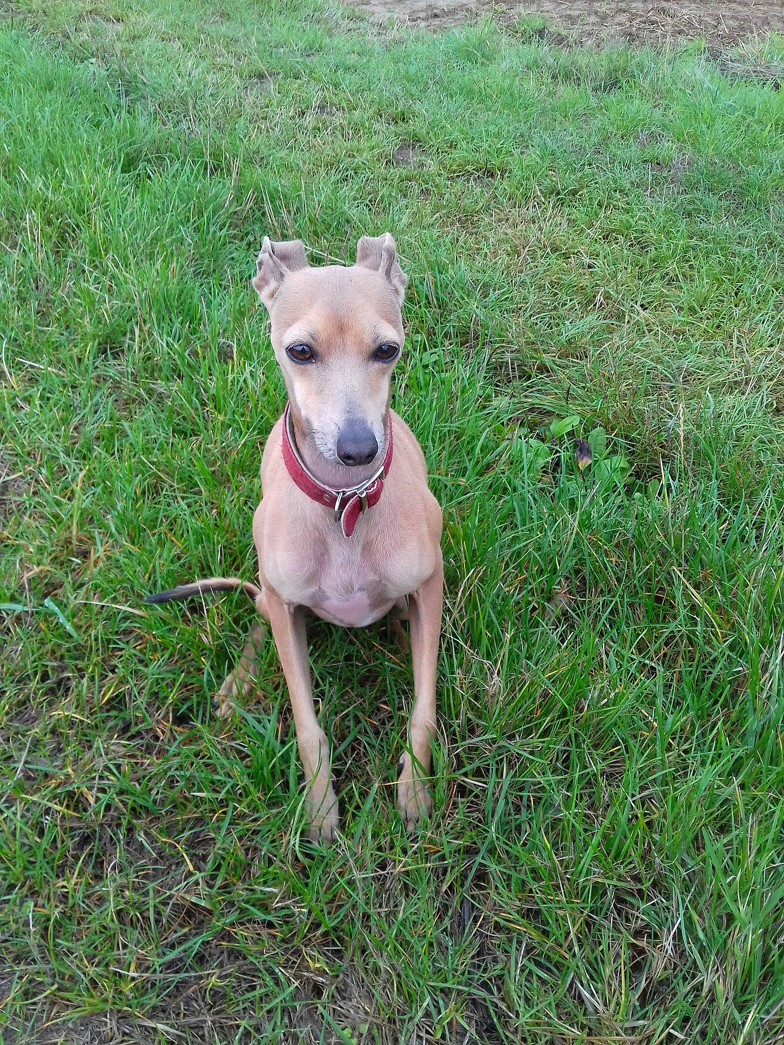 Néa a rejoint le concours — aidez-le/la à gagner de superbes lots ! canidae, carnivore, companion_dog, cretan_hound, dog, dog_breed, fawn, feist, grass, mammal, rare_breed_dog, sporting_group, vertebrate