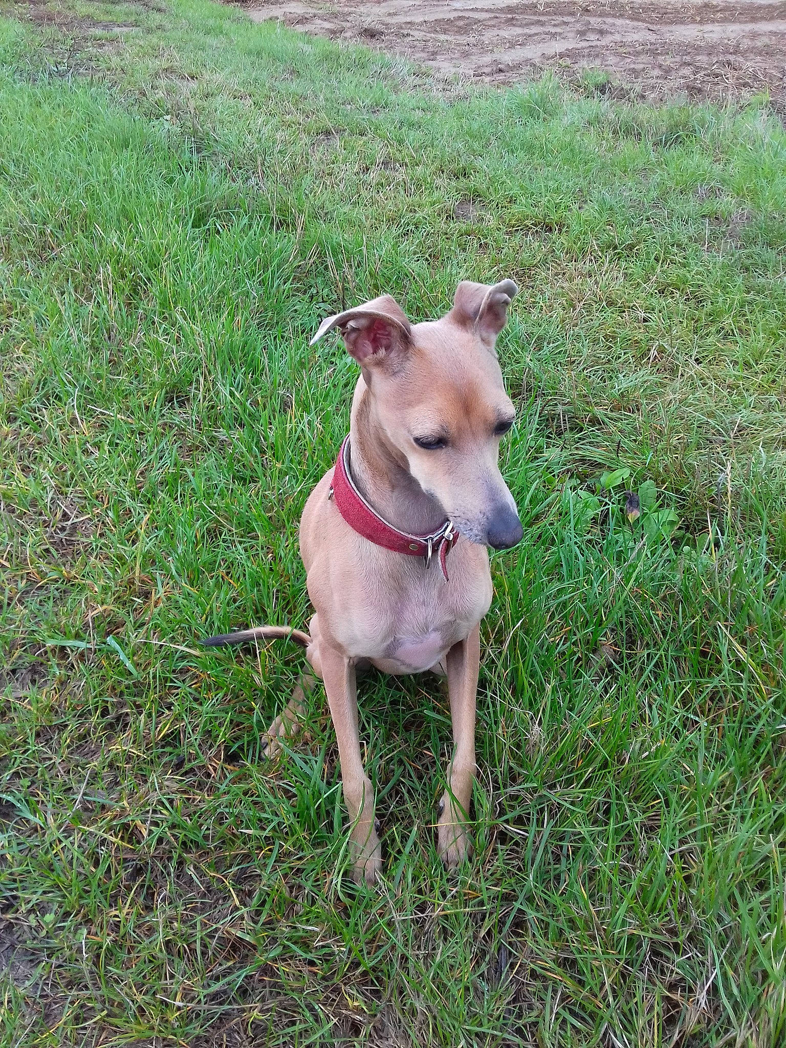 Néa a rejoint le concours — aidez-le/la à gagner de superbes lots ! canidae, carnivore, companion_dog, cretan_hound, dog, dog_breed, fawn, feist, grass, hunting_dog, lurcher, mammal, pariah_dog, potcake_dog, rare_breed_dog, tail, vertebrate