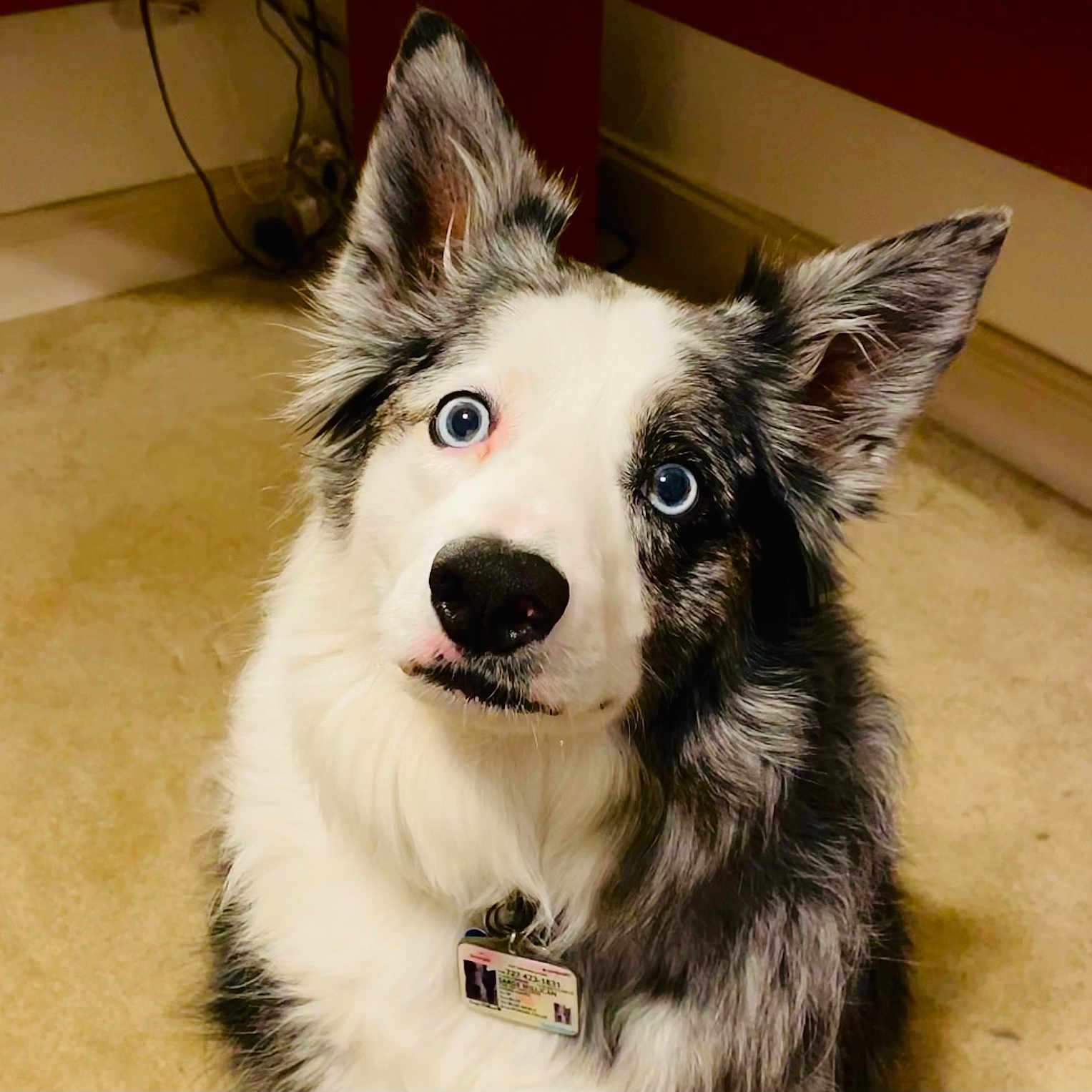 Sarge joined the competition — help win amazing prizes! dog, blue_eyes, black_and_white, indoor, carpet, curious, pet, collar, tag, fur, canine, close_up, looking_up, ears_up, animal, companion, cute, domestic, portrait, house