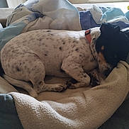 Sara participe au concours pour gagner de l'argent avec cette photo : dog, sleeping, curled_up, speckled, black_and_white, brown, pet, animal, dog_bed, blanket, couch, indoors, home, window, sunlight, cozy, relaxed, collar, resting, portrait