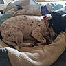 dog, sleeping, curled_up, speckled, black_and_white, brown, pet, animal, dog_bed, blanket, couch, indoors, home, window, sunlight, cozy, relaxed, collar, resting, portrait