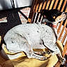 Sara a rejoint le concours — aidez-le/la à gagner de superbes lots ! dog, pet, small_dog, black_white_fur, brown_markings, bow_tie, collar, tag, sitting, lounging, sleepy, outdoor, sunlight, wooden_chair, chair, yellow_cushion, patterned_tile, shadow, portrait, relaxed