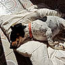dog, sleeping, spotted_dog, black_and_white, pet, animal, bed, bedding, pillow, blanket, indoors, sunlight, shadow, resting, lying_down, red_collar, relaxed, cozy, floor, nap