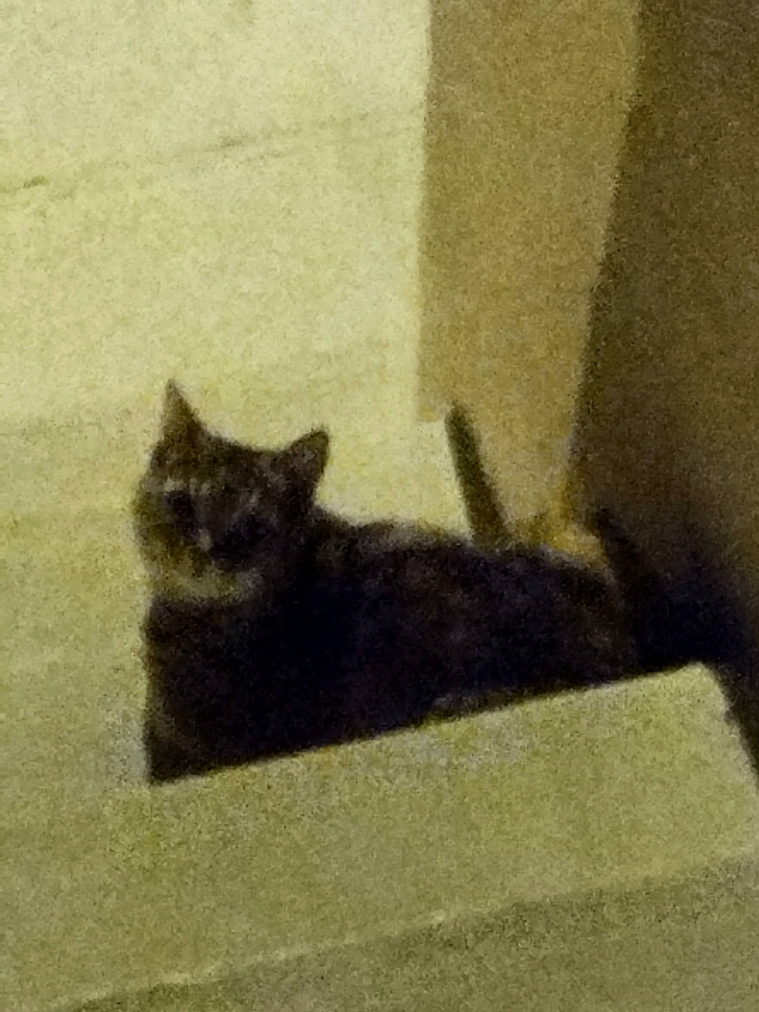 Maélys a rejoint le concours — aidez-le/la à gagner de superbes lots ! art, black_cat, carnivore, cat, domestic_short_haired_cat, felidae, flooring, fur, grey, paw, road_surface, shadow, small_to_medium_sized_cats, snout, tail, terrestrial_animal, tints_and_shades, visual_arts, whiskers, wood