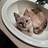 Plume a rejoint le concours — aidez-le/la à gagner de superbes lots ! cat, sink, bathroom, blue_eyes, curled_up, fur, domestic_cat, pet, white_sink, curious, animal, indoor, relaxed, looking_up, cute, mammal, household, feline, resting, cozy