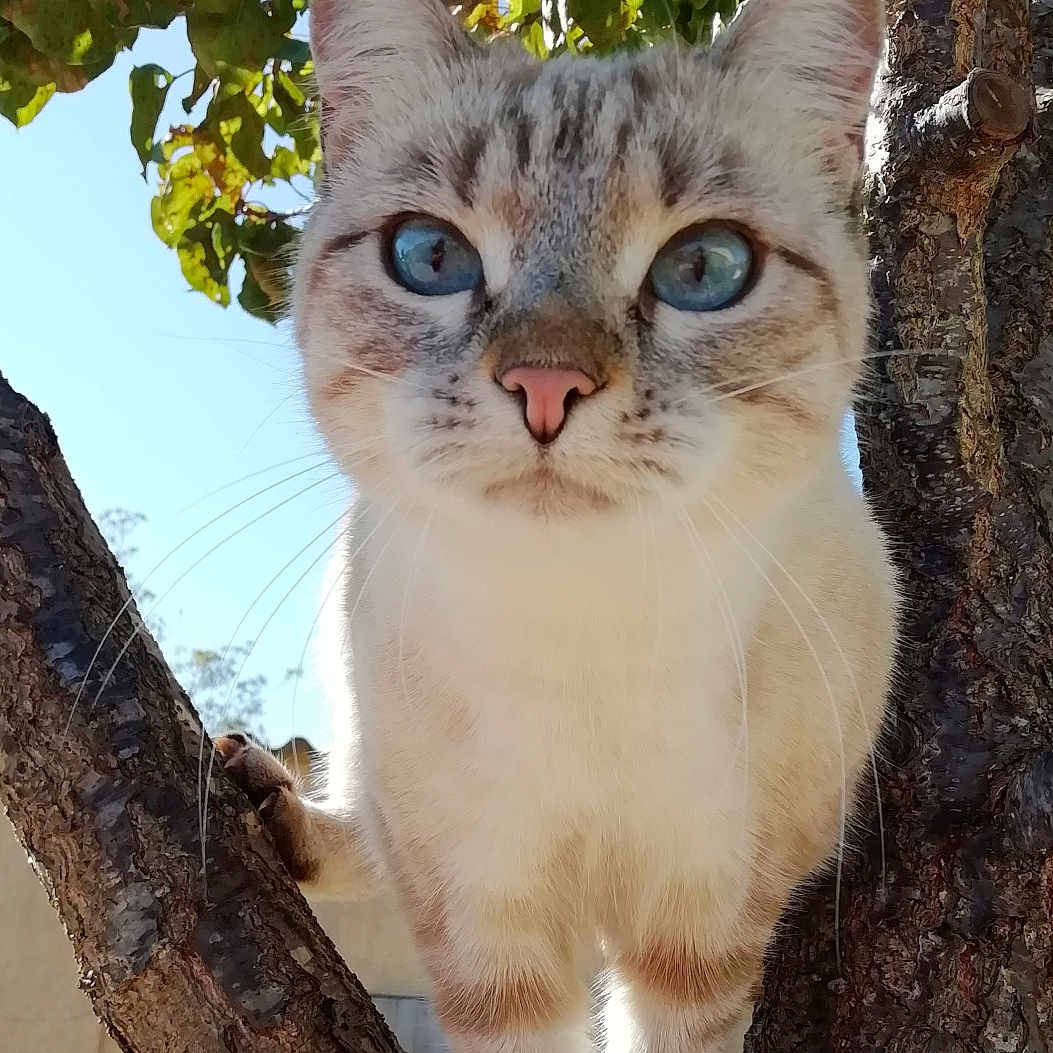 Plume participe au concours pour gagner de l'argent avec cette photo : cat, animal, tree, branch, blue_eyes, outdoor, nature, fur, pet, whiskers, sunlight, closeup, curious, mammal, climbing, daylight, leaf, sky, portrait, feline