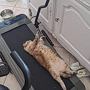 Plume a rejoint le concours — aidez-le/la à gagner de superbes lots ! cat, treadmill, indoor, floor, tile_floor, cabinet, slippers, water_bowl, resting, lazy, fur, pet, home, appliance, exercise_equipment, relaxing, animal, mammal, domestic_cat, feline
