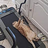 cat, treadmill, indoor, floor, tile_floor, cabinet, slippers, water_bowl, resting, lazy, fur, pet, home, appliance, exercise_equipment, relaxing, animal, mammal, domestic_cat, feline