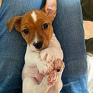 Tobby a rejoint le concours — aidez-le/la à gagner de superbes lots ! puppy, dog, pet, cute, lap, jeans, person, indoor, brown, white, fur, paw, nose, ears, floor, wood, small, young, animal, portrait
