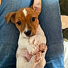 animal, brown, cute, dog, ears, floor, fur, indoor, jeans, lap, nose, paw, person, pet, portrait, puppy, small, white, wood, young