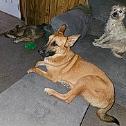 Dtuch joined the competition — help win amazing prizes! dog, pets, living_room, couch, ottoman, floor, wood_paneling, gray_furniture, toy, relaxed, alert, napping, indoor, carpet, home, animal, canine, three_dogs, furniture, casual