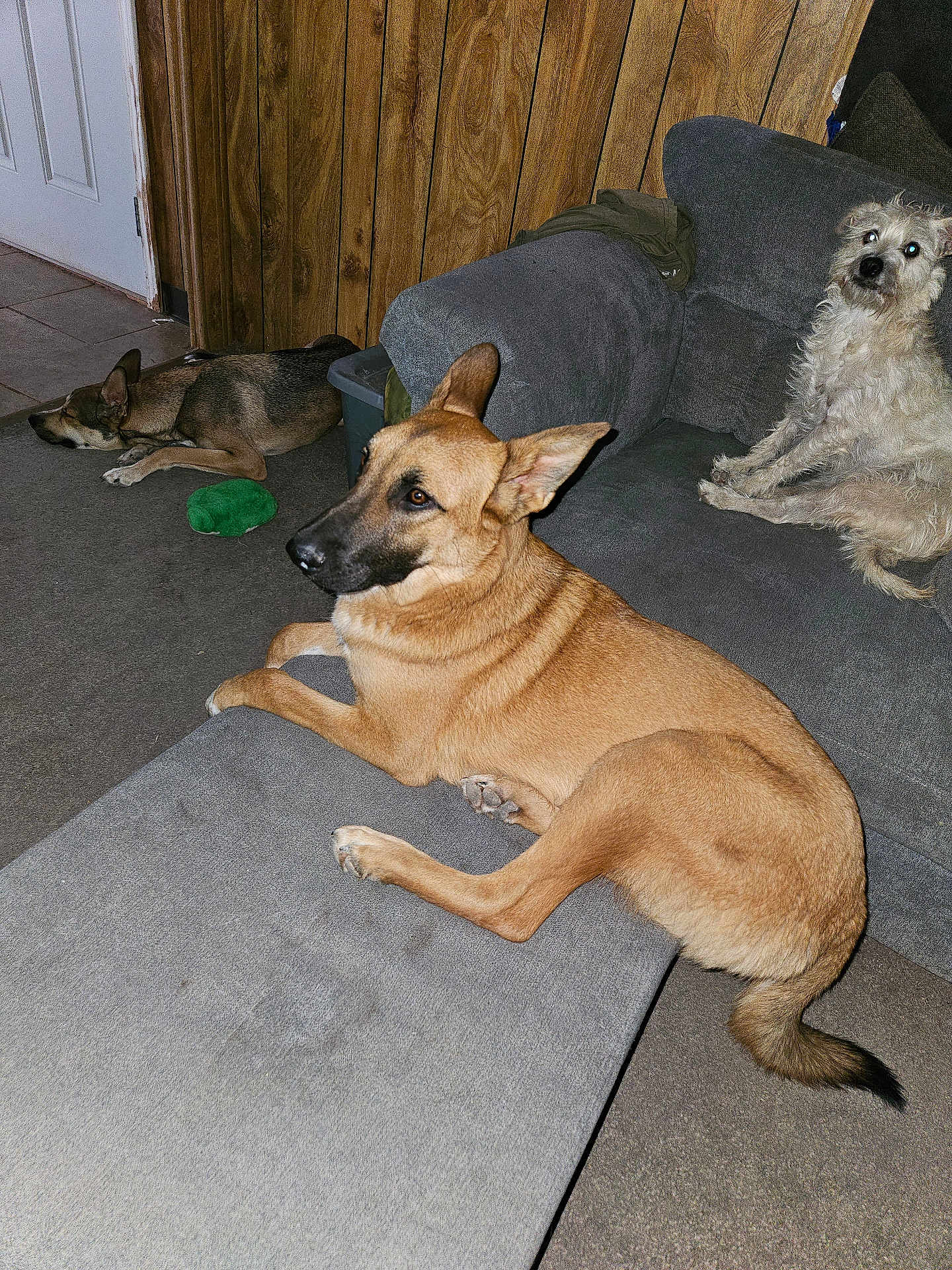 Dtuch joined the competition — help win amazing prizes! dog, pets, living_room, couch, ottoman, floor, wood_paneling, gray_furniture, toy, relaxed, alert, napping, indoor, carpet, home, animal, canine, three_dogs, furniture, casual