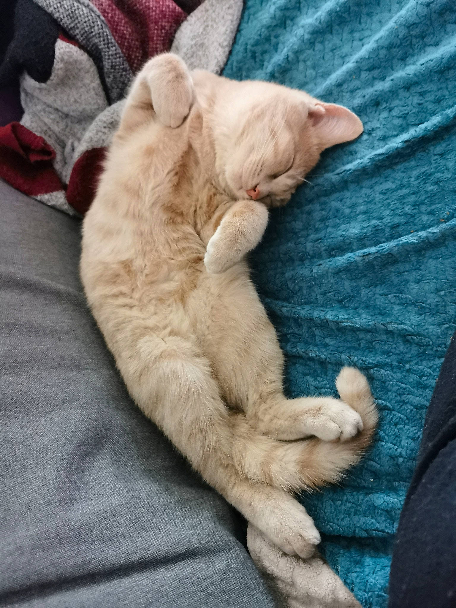 Nevada participe au concours pour gagner de l'argent avec cette photo : carnivore, cat, claw, comfort, domestic_short_haired_cat, fawn, felidae, fur, linens, nap, paw, sleep, small_to_medium_sized_cats, snout, sporting_group, tail, whiskers