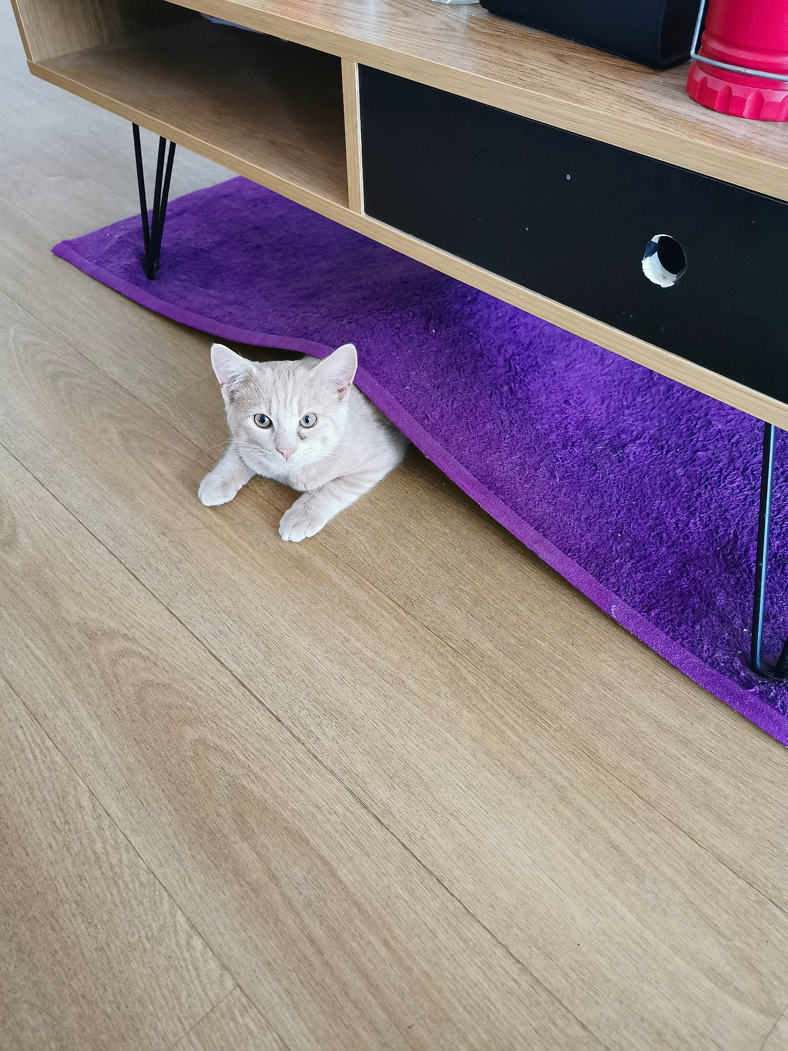 Nevada a rejoint le concours — aidez-le/la à gagner de superbes lots ! bookcase, carnivore, cat, chest_of_drawers, felidae, floor, flooring, grey, hardwood, laminate_flooring, purple, rectangle, shelf, shelving, small_to_medium_sized_cats, tail, violet, whiskers, wood, wood_stain