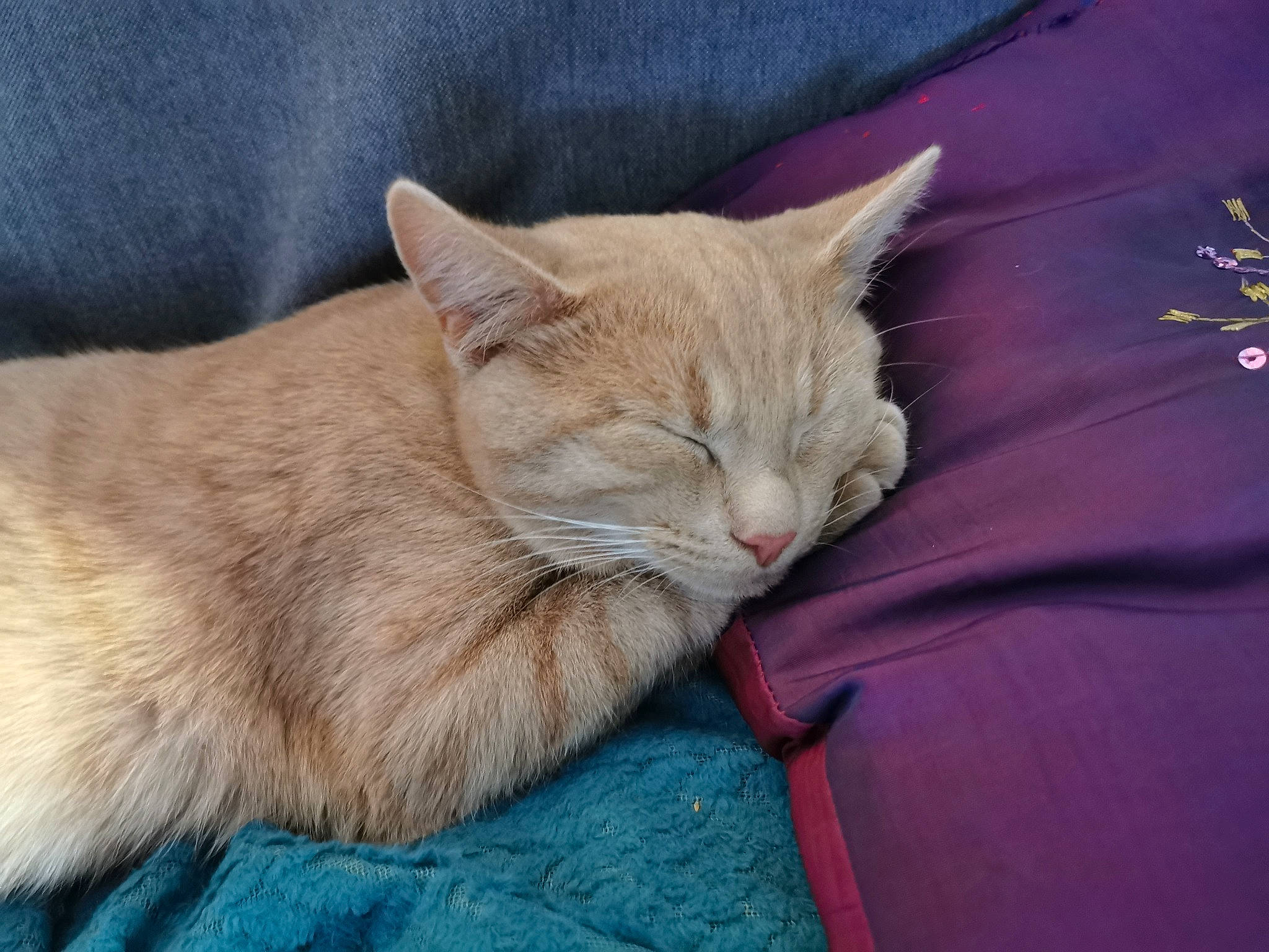 Nevada participe au concours pour gagner de l'argent avec cette photo : carnivore, cat, cat_supply, claw, collar, comfort, domestic_short_haired_cat, fawn, felidae, fur, nap, paw, sleep, small_to_medium_sized_cats, snout, tail, terrestrial_animal, whiskers, wood, wrinkle