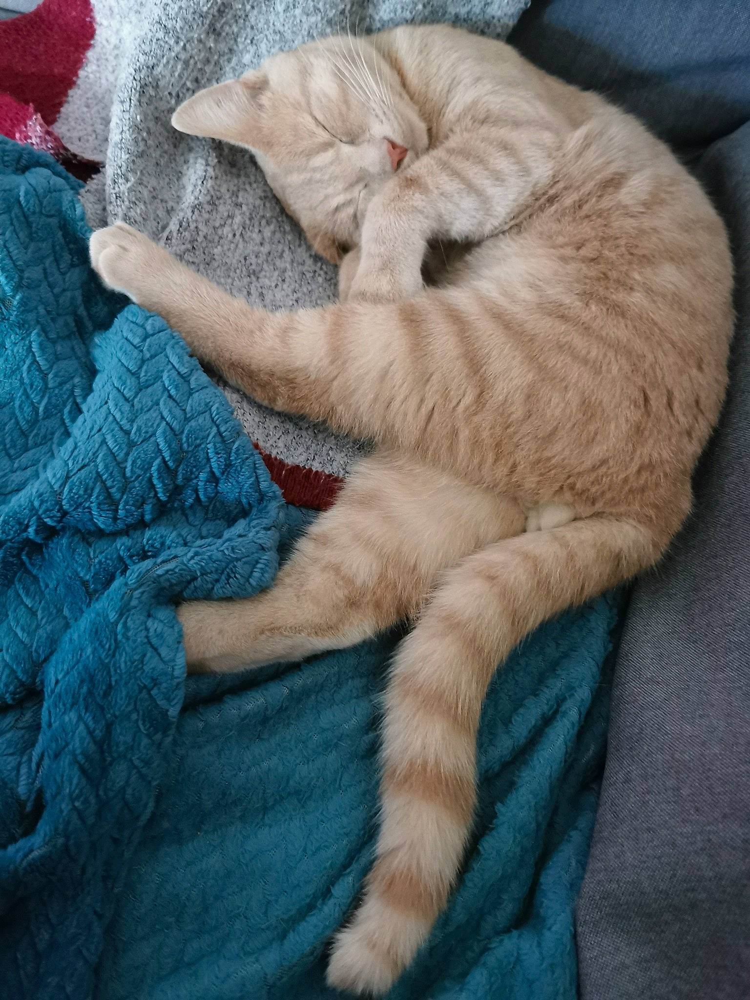 Nevada participe au concours pour gagner de l'argent avec cette photo : blue, canidae, carnivore, cat, claw, comfort, domestic_short_haired_cat, electric_blue, fawn, felidae, fur, linens, nap, paw, sleep, small_to_medium_sized_cats, tail, whiskers, wool, woolen