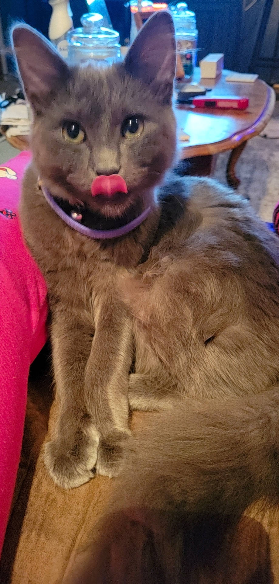 Ashton is registered to the contest to win money with this photo: carnivore, cat, chartreux, claw, collar, domestic_short_haired_cat, fawn, felidae, fur, havana_brown, korat, liver, paw, small_to_medium_sized_cats, snout, tail, terrestrial_animal, whiskers