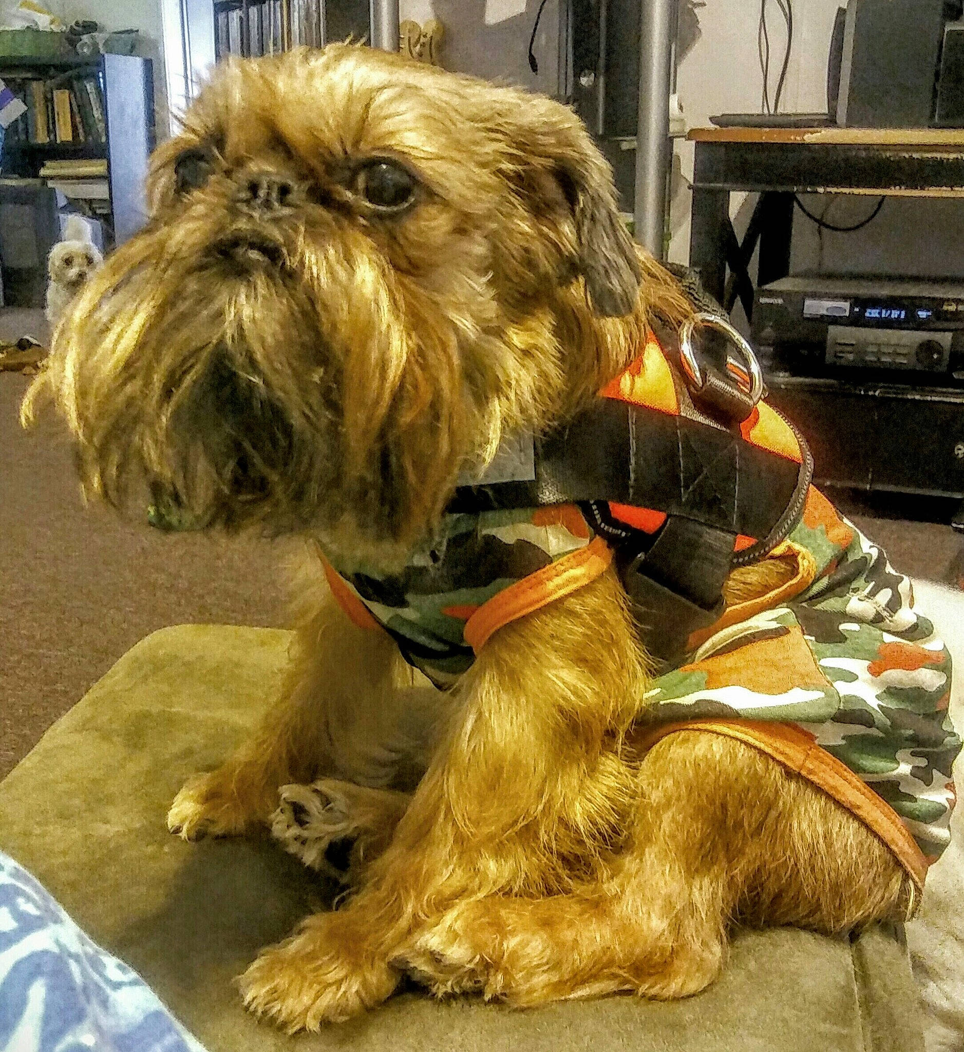 Khaleesi joined the competition — help win amazing prizes! bolonka, briard, canidae, carnivore, companion_dog, dog, dog_breed, fictional_character, griffon_bruxellois, lhasa_apso, liver, lowchen, mammal, rare_breed_dog, shih_tzu, snout, sporting_group, terrier, toy_dog, yorkshire_terrier