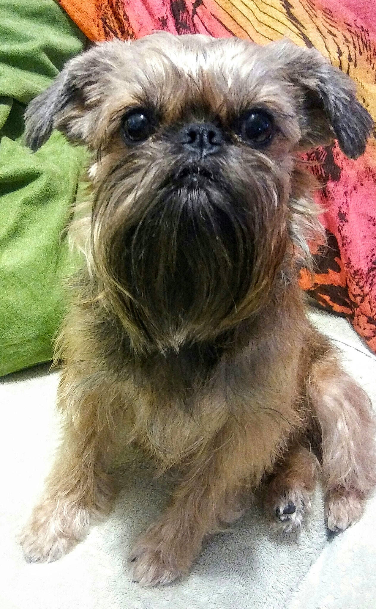 Khaleesi joined the competition — help win amazing prizes! affenpinscher, canidae, carnivore, chinese_imperial_dog, companion_dog, dog, dog_breed, griffon_bruxellois, mammal, morkie, pekapoo, petit_basset_griffon_vendeen, puppy, rare_breed_dog, schnoodle, shih_tzu, snout, sporting_group, toy_dog, vertebrate