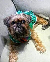 Khaleesi is registered to the contest to win money with this photo: affenpinscher, bolonka, canidae, carnivore, chinese_imperial_dog, companion_dog, dog, dog_breed, dog_collar, griffon_bruxellois, lhasa_apso, liver, maltepoo, mammal, non_sporting_group, pekapoo, puppy, shih_tzu, sporting_group, toy_dog