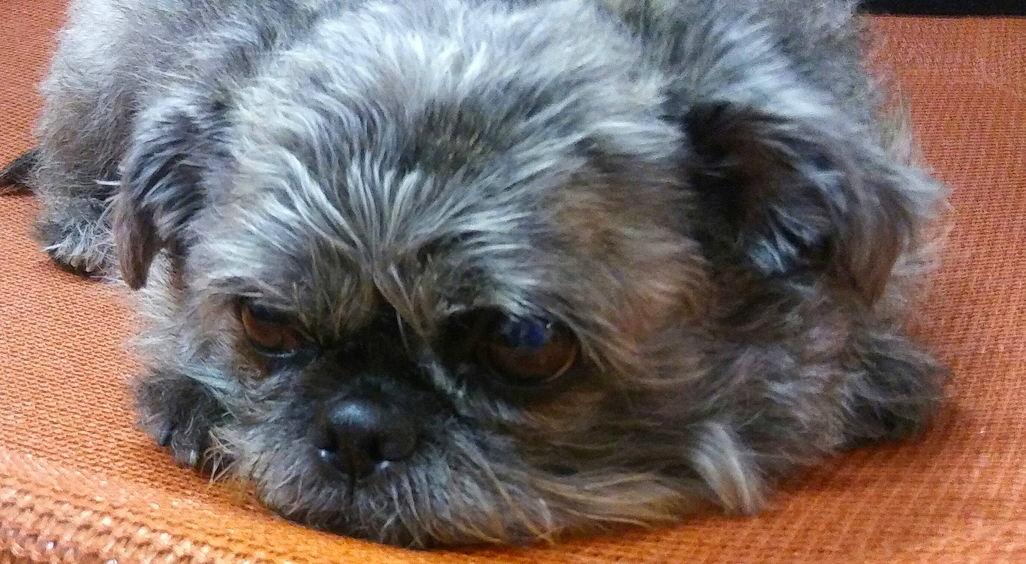 Dazy is registered to the contest to win money with this photo: affenpinscher, bolonka, canidae, carnivore, chinese_imperial_dog, companion_dog, dog, dog_breed, griffon_bruxellois, maltepoo, mammal, morkie, pekapoo, poodle_crossbreed, puppy, schnoodle, shih_poo, shih_tzu, snout, vertebrate