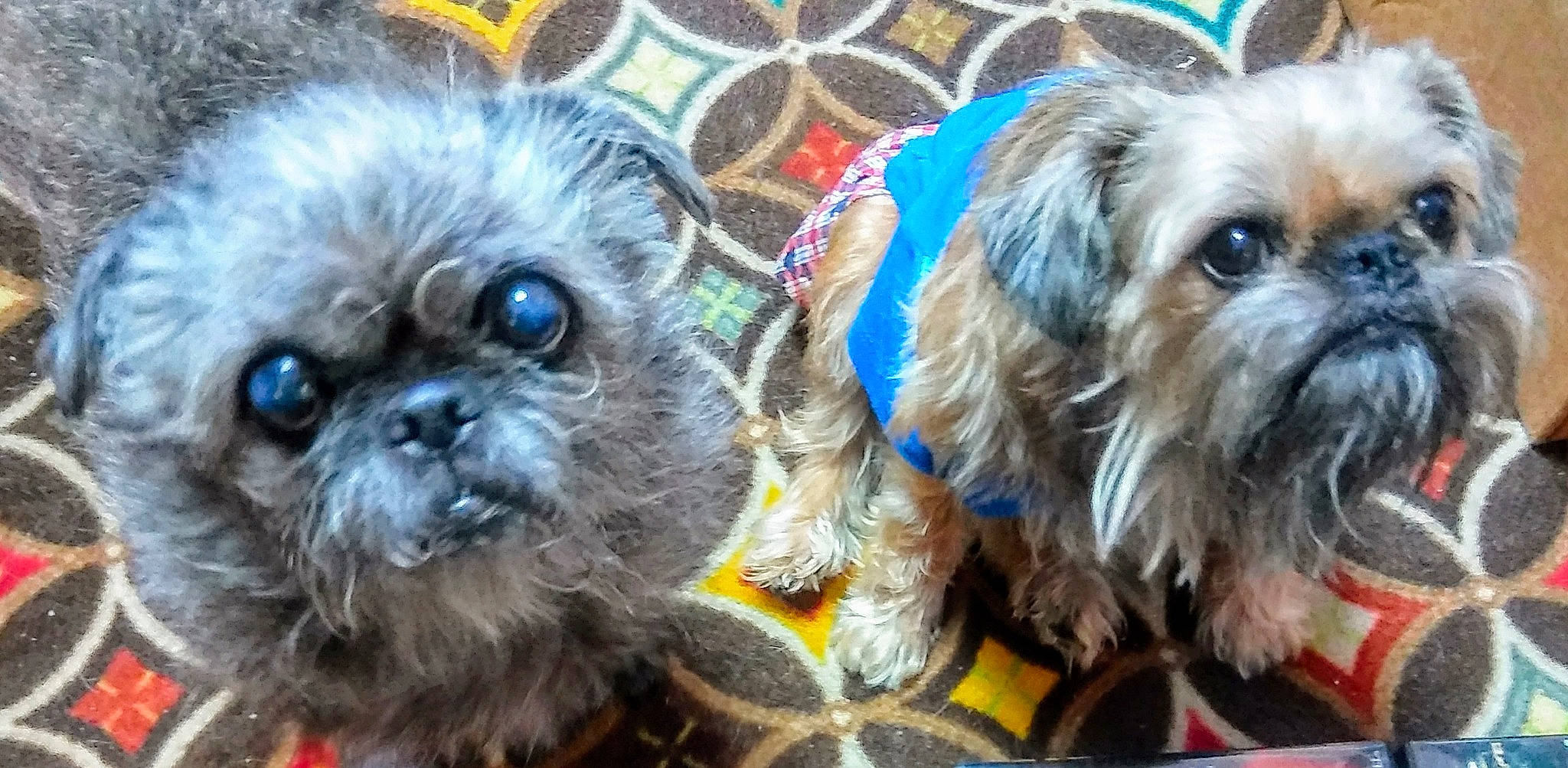 Dazy joined the competition — help win amazing prizes! affenpinscher, bolonka, canidae, carnivore, chinese_imperial_dog, companion_dog, dog, dog_breed, griffon_bruxellois, lhasa_apso, mammal, pekapoo, poodle_crossbreed, puppy, rare_breed_dog, shih_tzu, snout, sporting_group, toy_dog, vertebrate