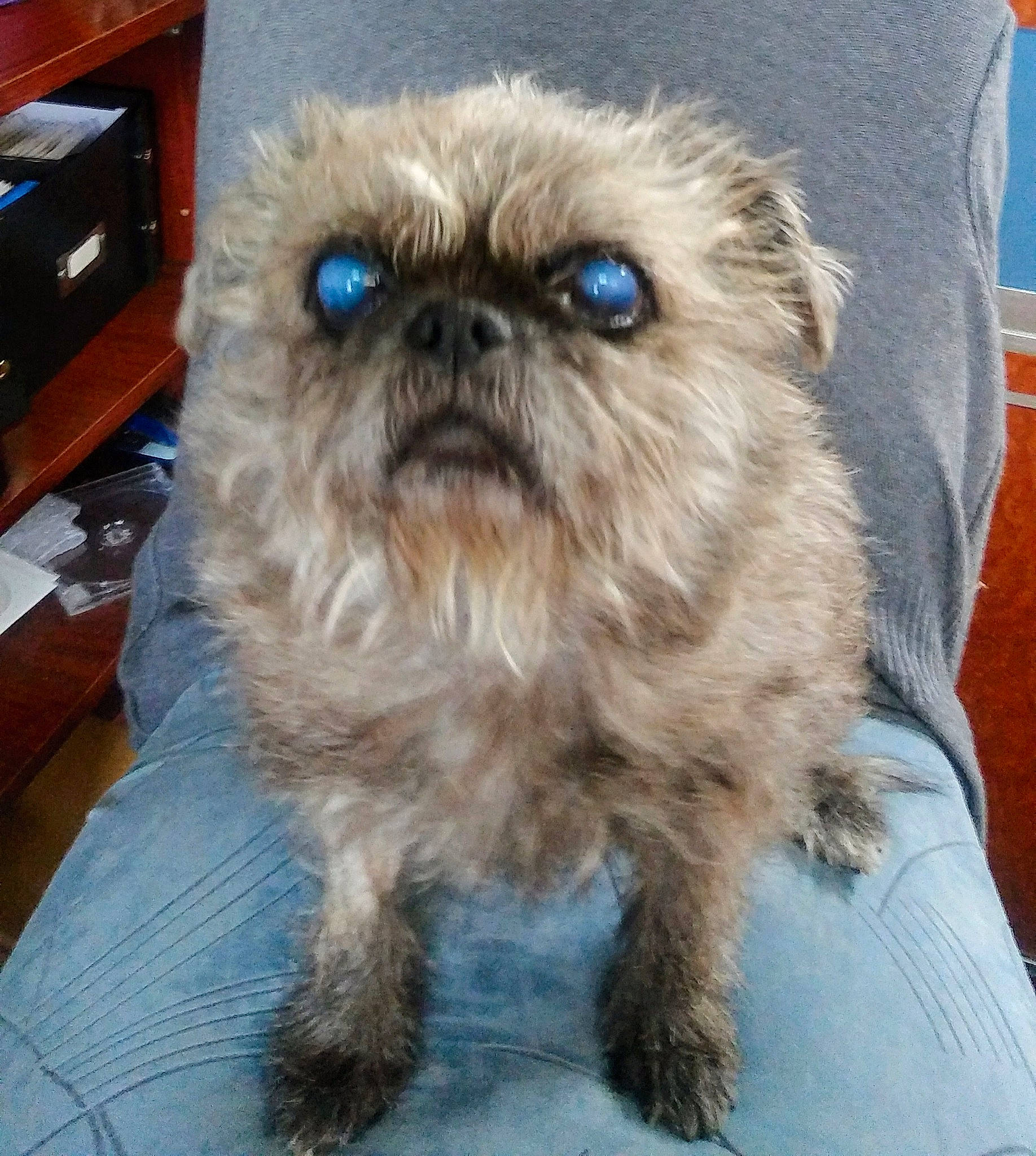 Dazy joined the competition — help win amazing prizes! affenpinscher, canidae, carnivore, chinese_imperial_dog, companion_dog, dog, dog_breed, eye, griffon_bruxellois, liver, mammal, pekapoo, petit_basset_griffon_vendeen, puppy, rare_breed_dog, shih_tzu, snout, sporting_group, toy_dog, vertebrate