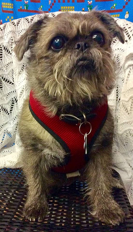 Dazy joined the competition — help win amazing prizes! affenpinscher, ancient_dog_breeds, canidae, carnivore, companion_dog, dog, dog_breed, dog_clothes, dog_collar, fawn, griffon_bruxellois, mammal, petit_basset_griffon_vendeen, pug, puppy, schnoodle, shih_tzu, snout, sporting_group, toy_dog