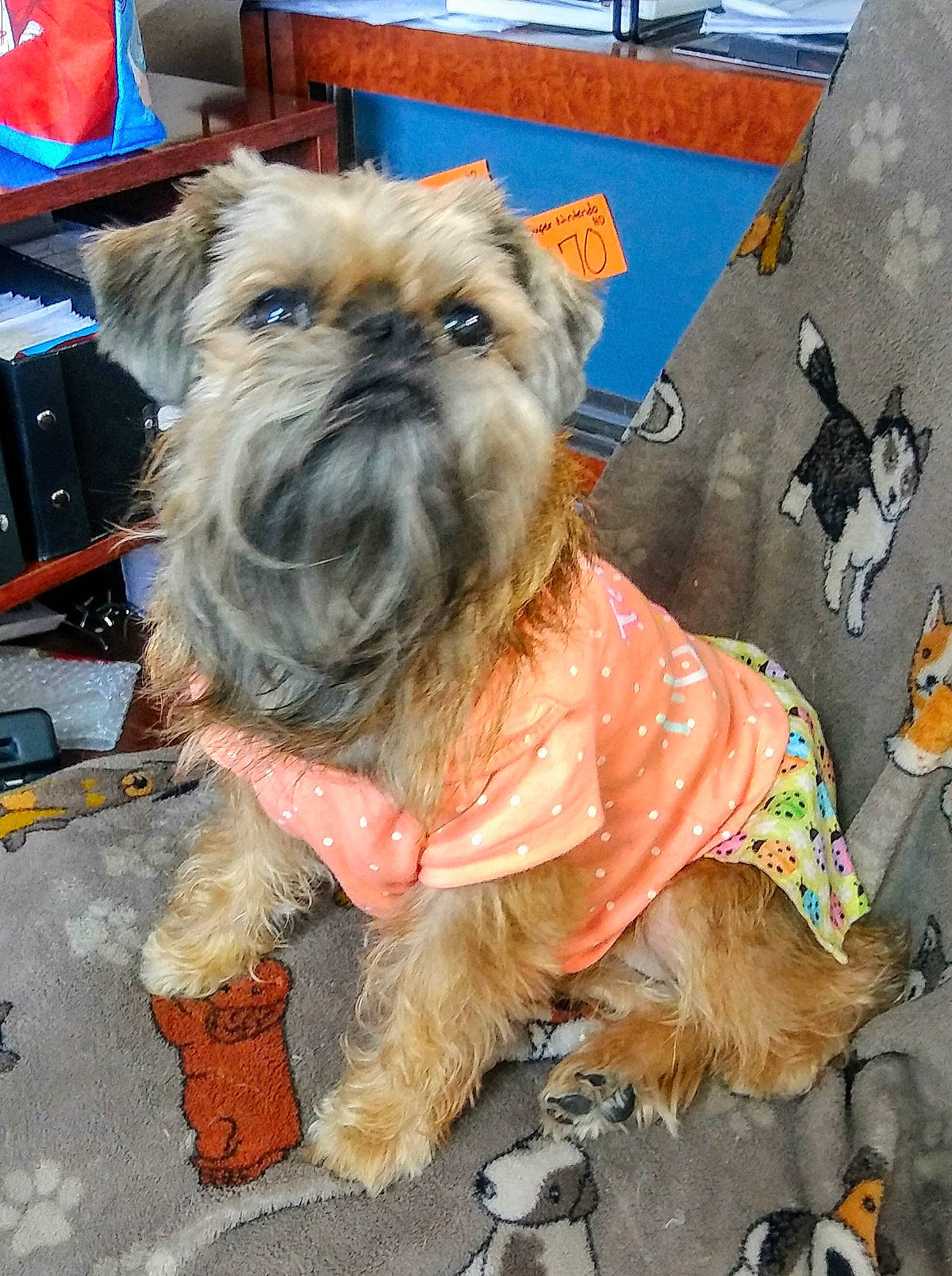 Khaleesi is registered to the contest to win money with this photo: cairn_terrier, canidae, carnivore, chinese_imperial_dog, companion_dog, dog, dog_breed, fawn, griffon_bruxellois, mammal, morkie, puppy, rare_breed_dog, shih_tzu, small_terrier, snout, sporting_group, terrier, toy_dog, yorkshire_terrier