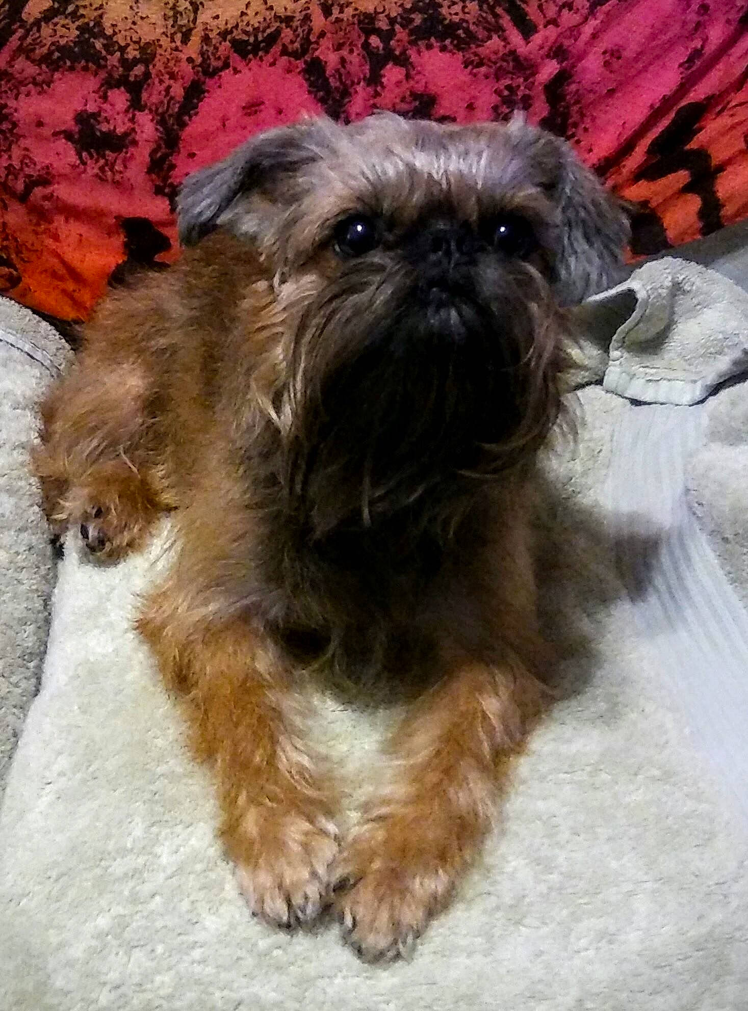 Khaleesi joined the competition — help win amazing prizes! affenpinscher, bolonka, canidae, carnivore, chinese_imperial_dog, companion_dog, dog, dog_breed, glen_of_imaal_terrier, griffon_bruxellois, irish_soft_coated_wheaten_terrier, maltepoo, mammal, morkie, puppy, schnoodle, shih_tzu, snout, sporting_group, vertebrate