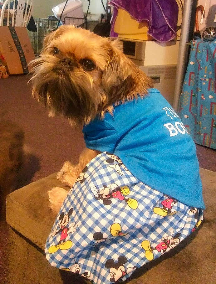 Khaleesi is registered to the contest to win money with this photo: australian_silky_terrier, canidae, carnivore, chinese_imperial_dog, companion_dog, dog, dog_breed, dog_clothes, griffon_bruxellois, lhasa_apso, rare_breed_dog, shih_tzu, small_terrier, snout, sporting_group, terrier, toy_dog, yorkshire_terrier